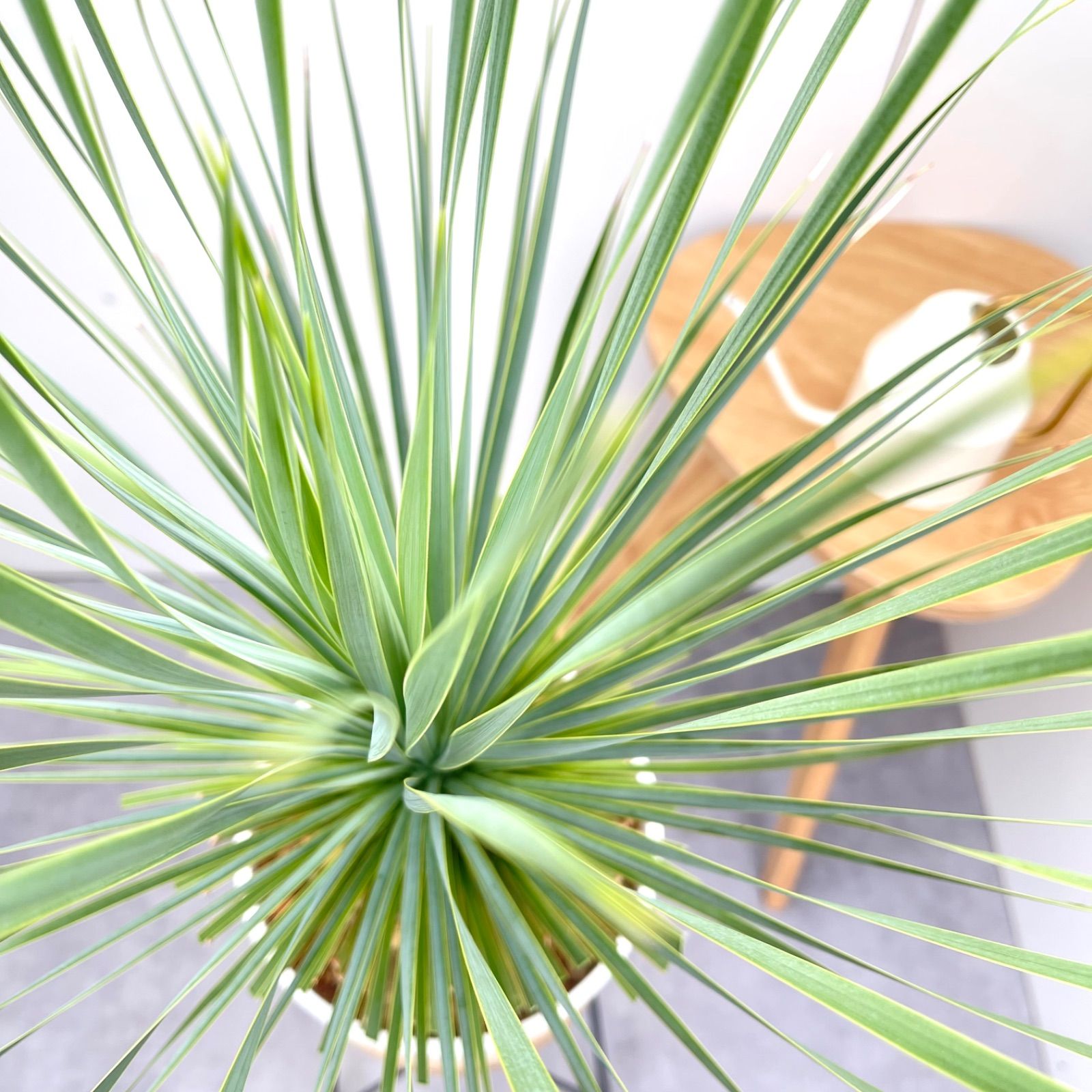ユッカ ロストラータ サファイアスカイズ ユッカ 6号 ロストラータ サファイアスカイズ（Yucca rostrata