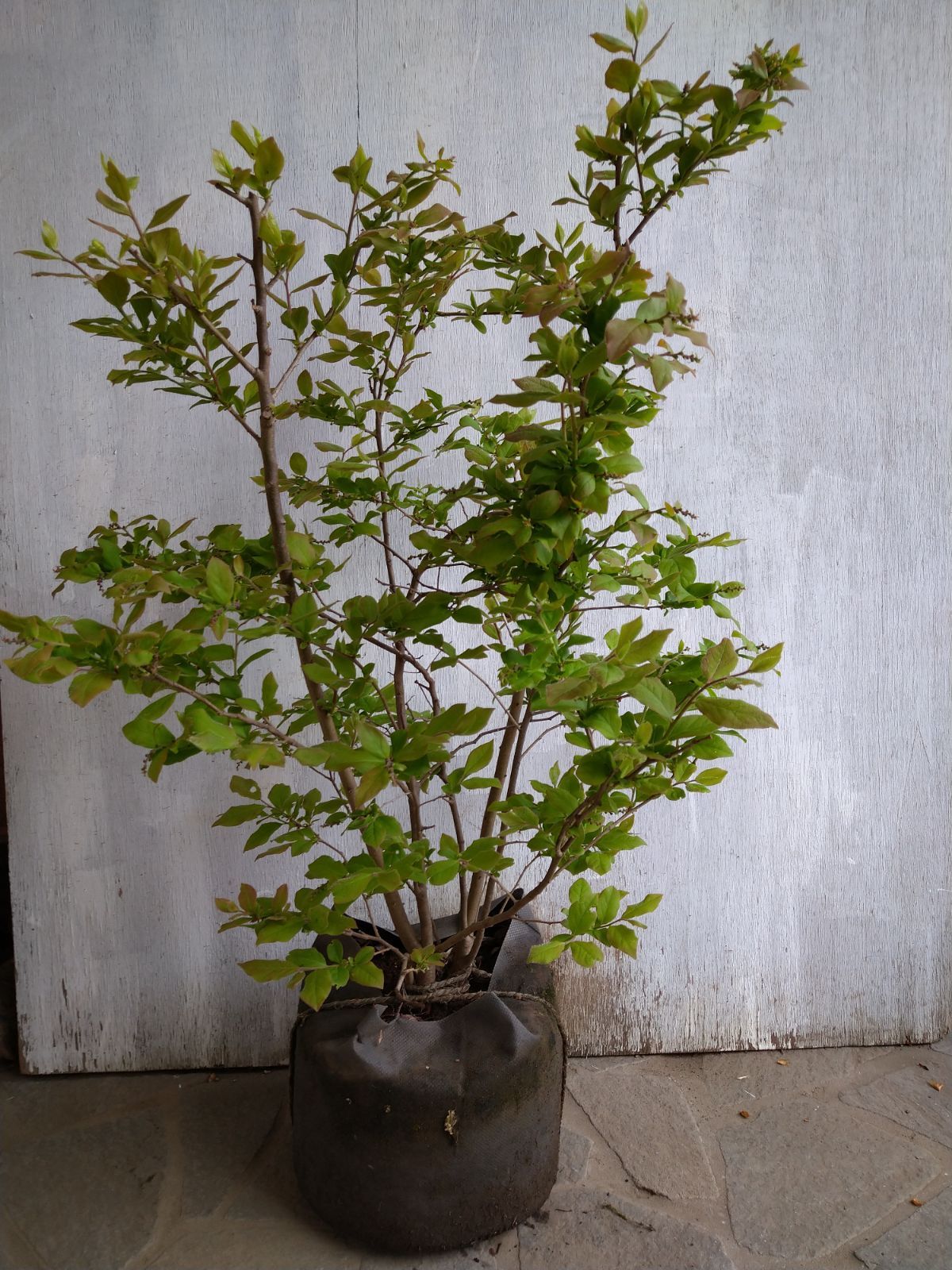 ナツハゼ　株立ち 苗木・植木 ナツハゼ株立ち