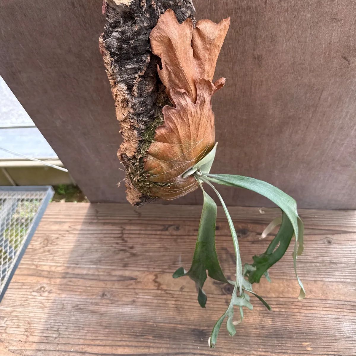 【現品】コルク付き　プラティケリウム　ウィリンキー　吊り　コウモリラン　A7番 現品】コルク付き プラティケリウム ウィリンキー 吊り コウモリラン