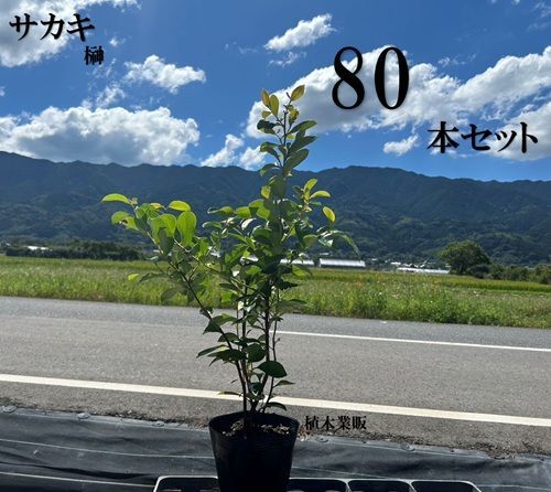 80本セット サカキ ホンサカキ 本榊樹高0.5m前後15cmポット