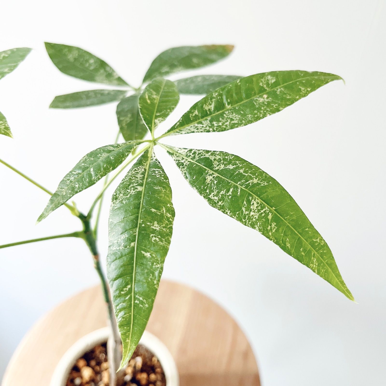 観葉植物 室内
