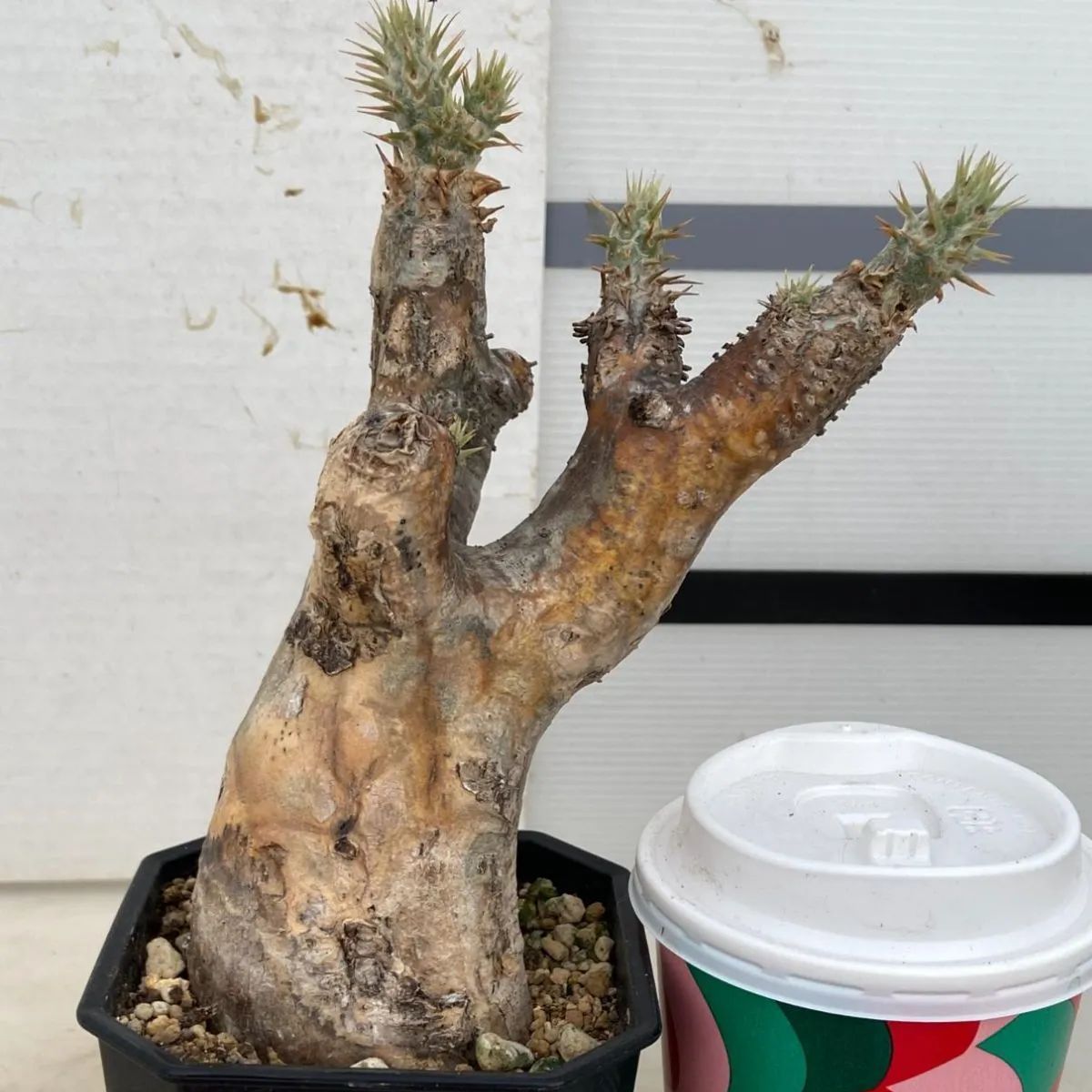 2409 「塊根植物」パキポディウム エニグマティクム 植え【発根・Pachypodium enigmaticum・多肉植物】 - メルカリ