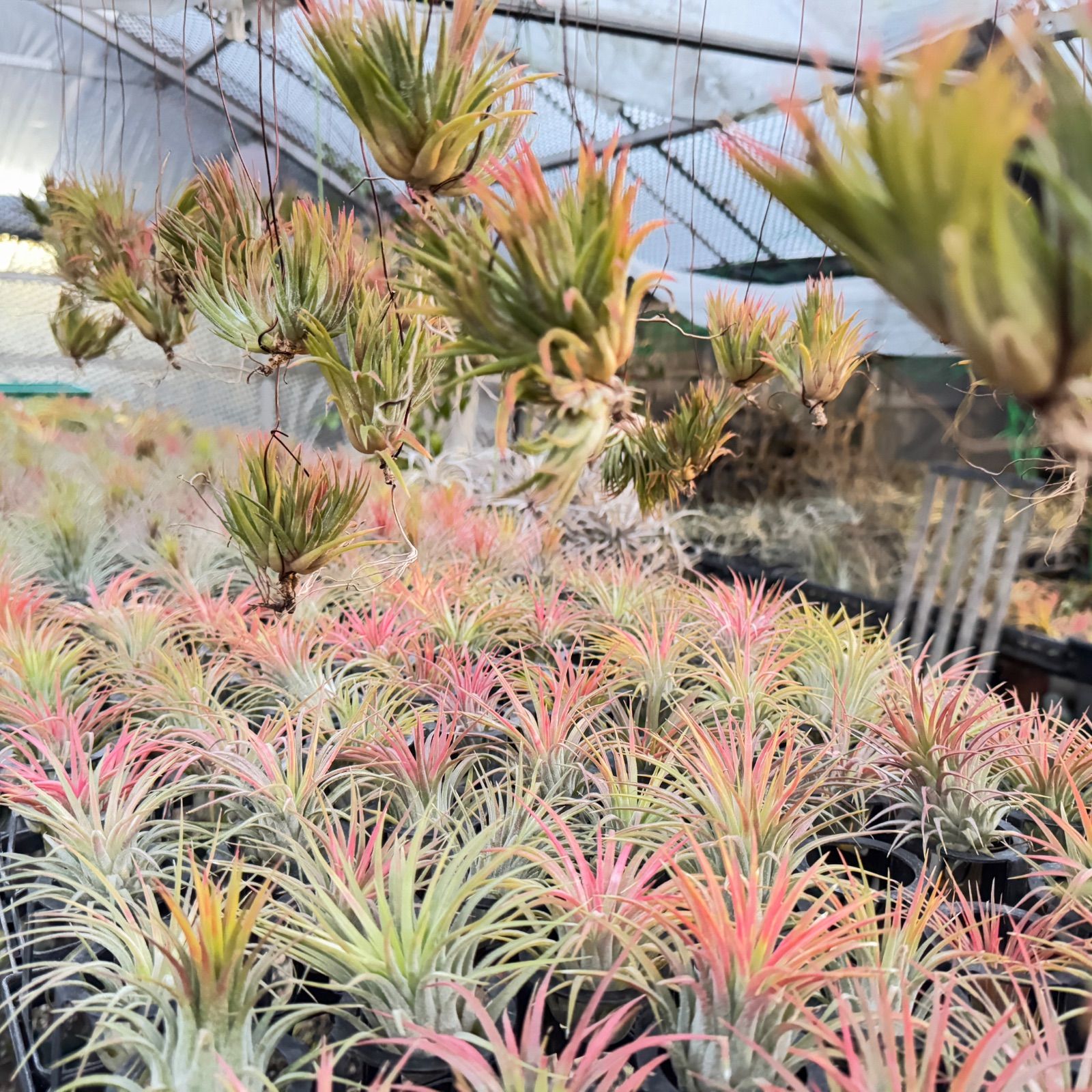 チランジア キセログラフィカ × ブラキカウロス チランジア・キセログラフィカ×ブラキカウロス Tillandsia