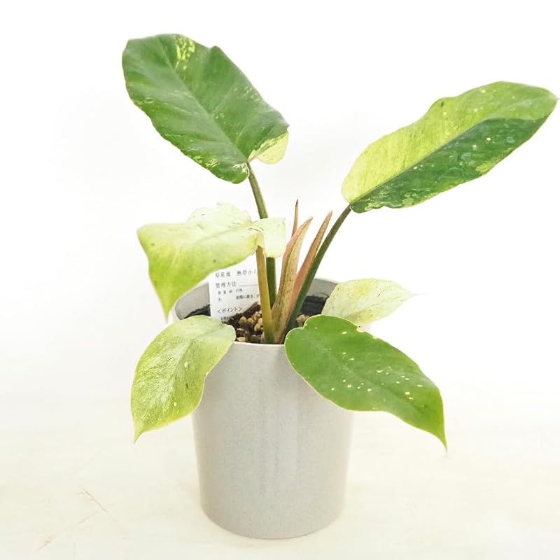 ＩＴＡＮＳＥ フィロデンドロン スノードリフト 4号 2個セット 品種で選べる観葉植物 学名 Philodendron Snow Drift サトイモ科 非耐寒性常緑多年草●新芽は白く 成長とともに徐々にグリーンやライムグリーンの斑が不規則に入る