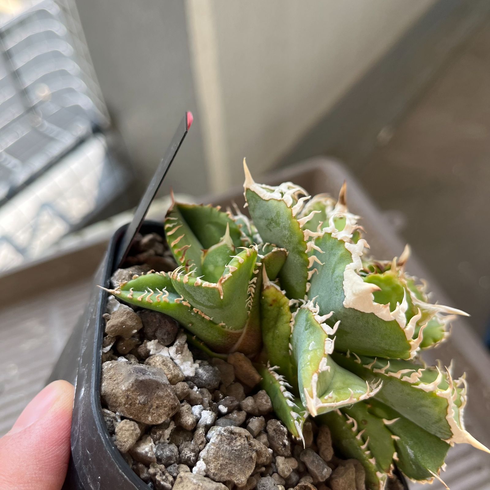 Agave titanota 白豪刺 子株 根付き 龍球會 アガベ チタノタ ① - メルカリ