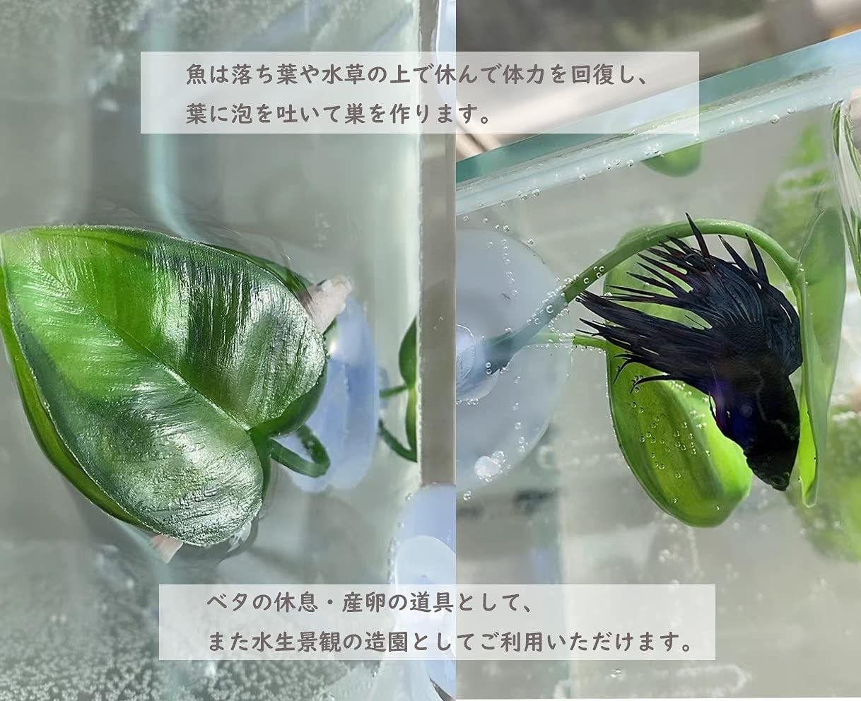 メルカリShops - 【特価セール】癒し水景 水槽装飾 ベタ 魚 人工水草 休み 繁殖用 ベタハンモッ