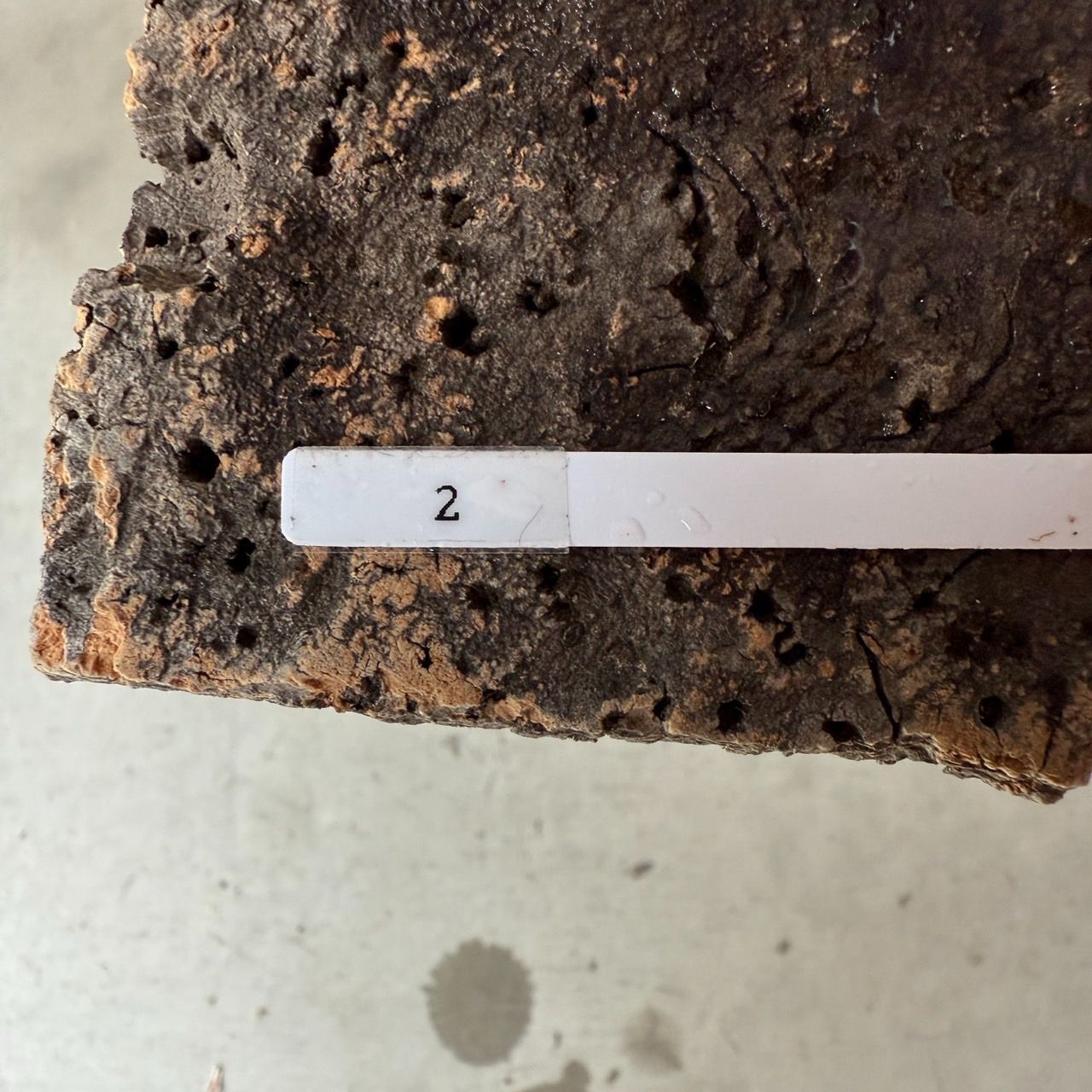 アンスリウム red crystallinum F3 × ミシェル × ZARA 現物株 2