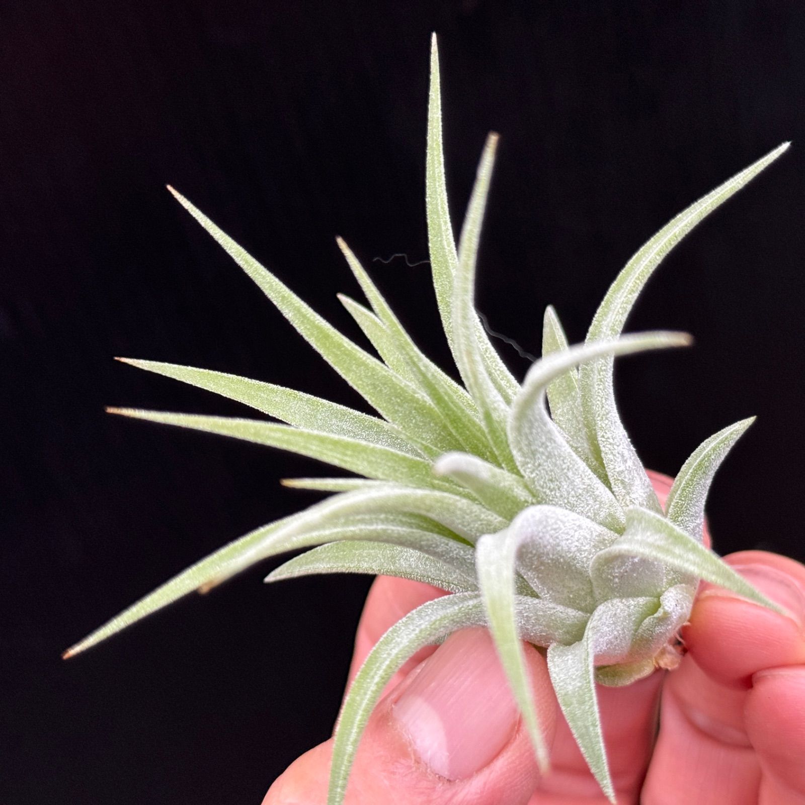 チランジア イオナンタ ウアメルラ マキシマ Tillandsia ionantha Huamelula  maxima＊エアプランツ＠フラワーショップ江口