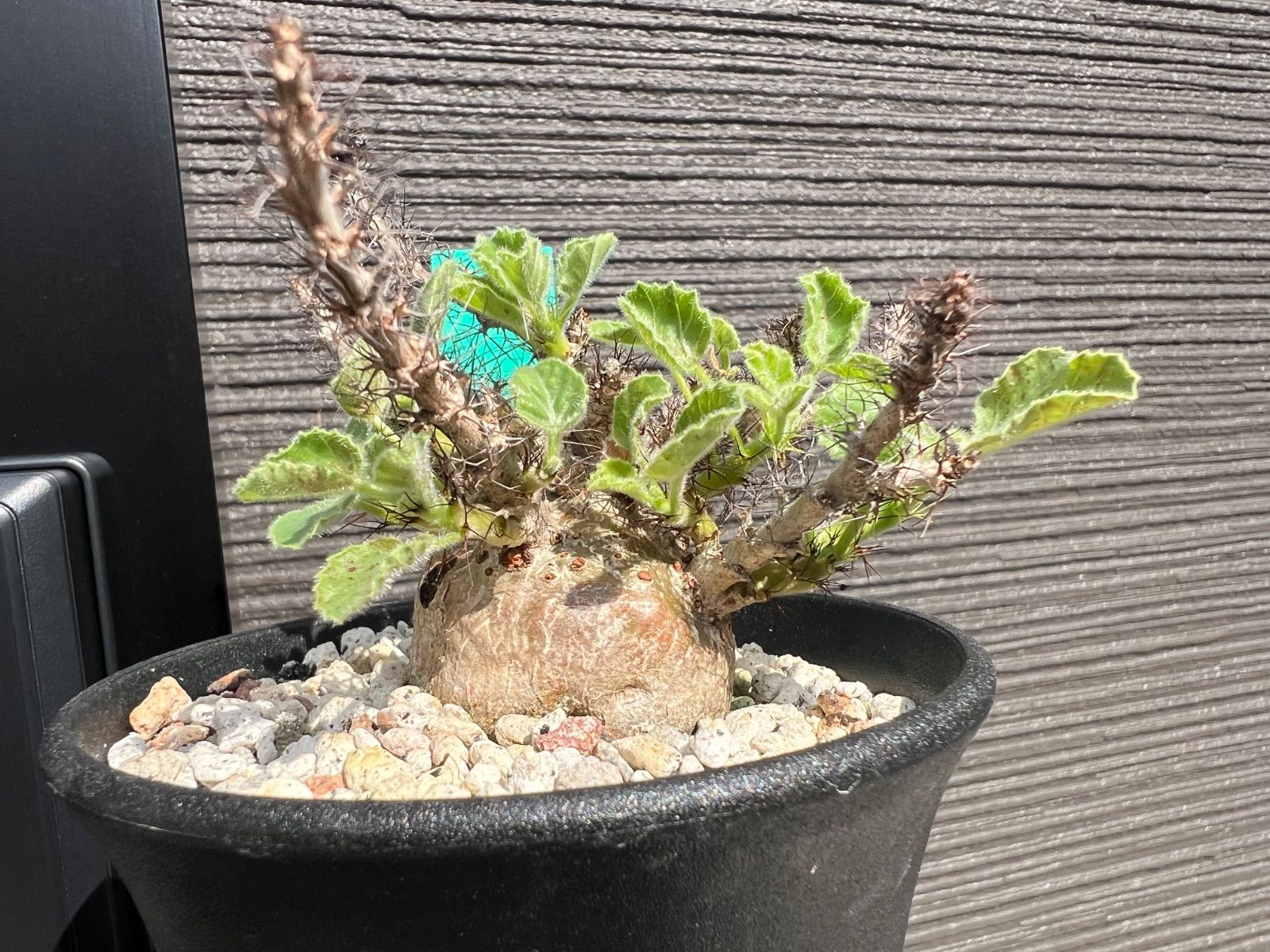 ヤトロファ マルギナータ Jatropha marginata 国内実生苗