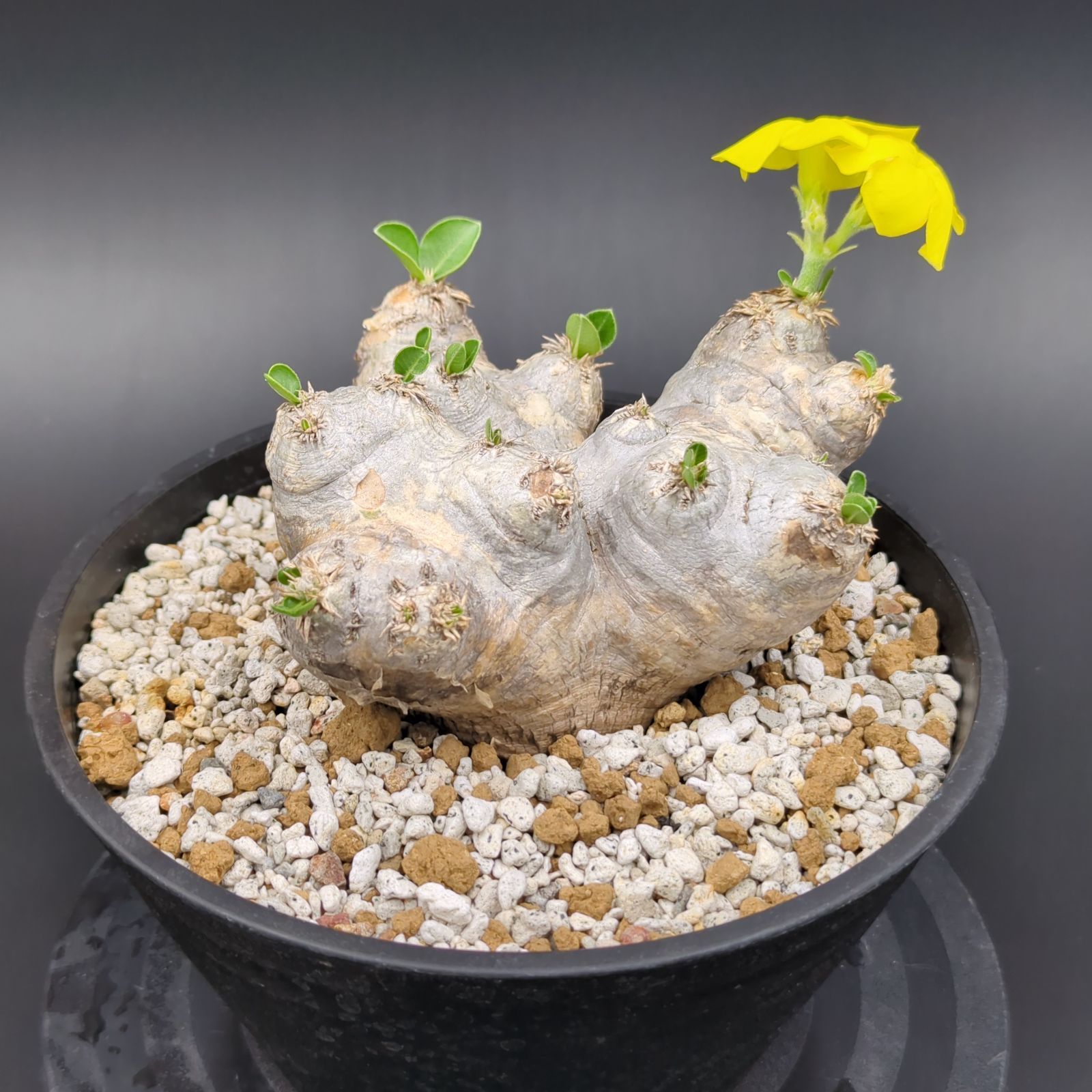 恵比寿笑　大株 パキポディウム 恵比寿笑い 大株 大株良型 恵比寿笑い