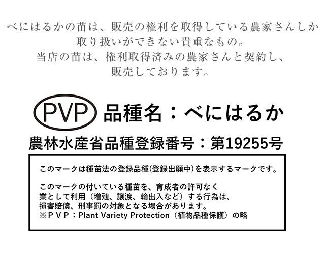 べにはるか苗 静岡