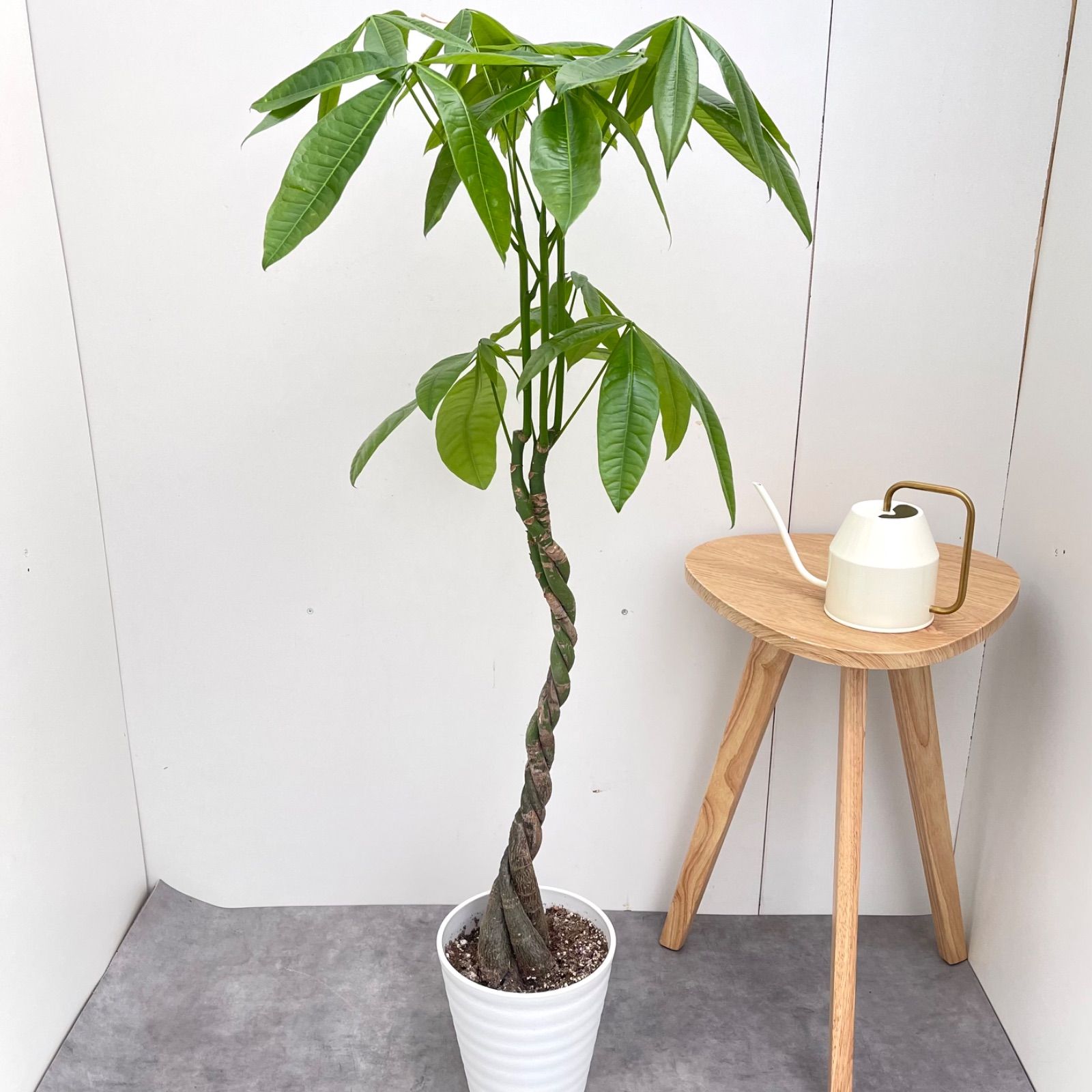 観葉植物 室内