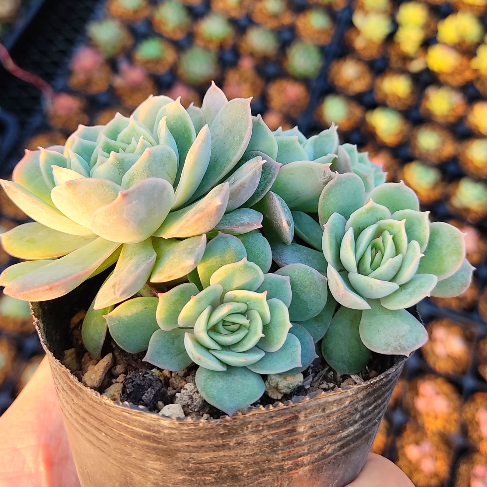 Echeveria 'Moon Fairy錦 | www.150.illinois.edu