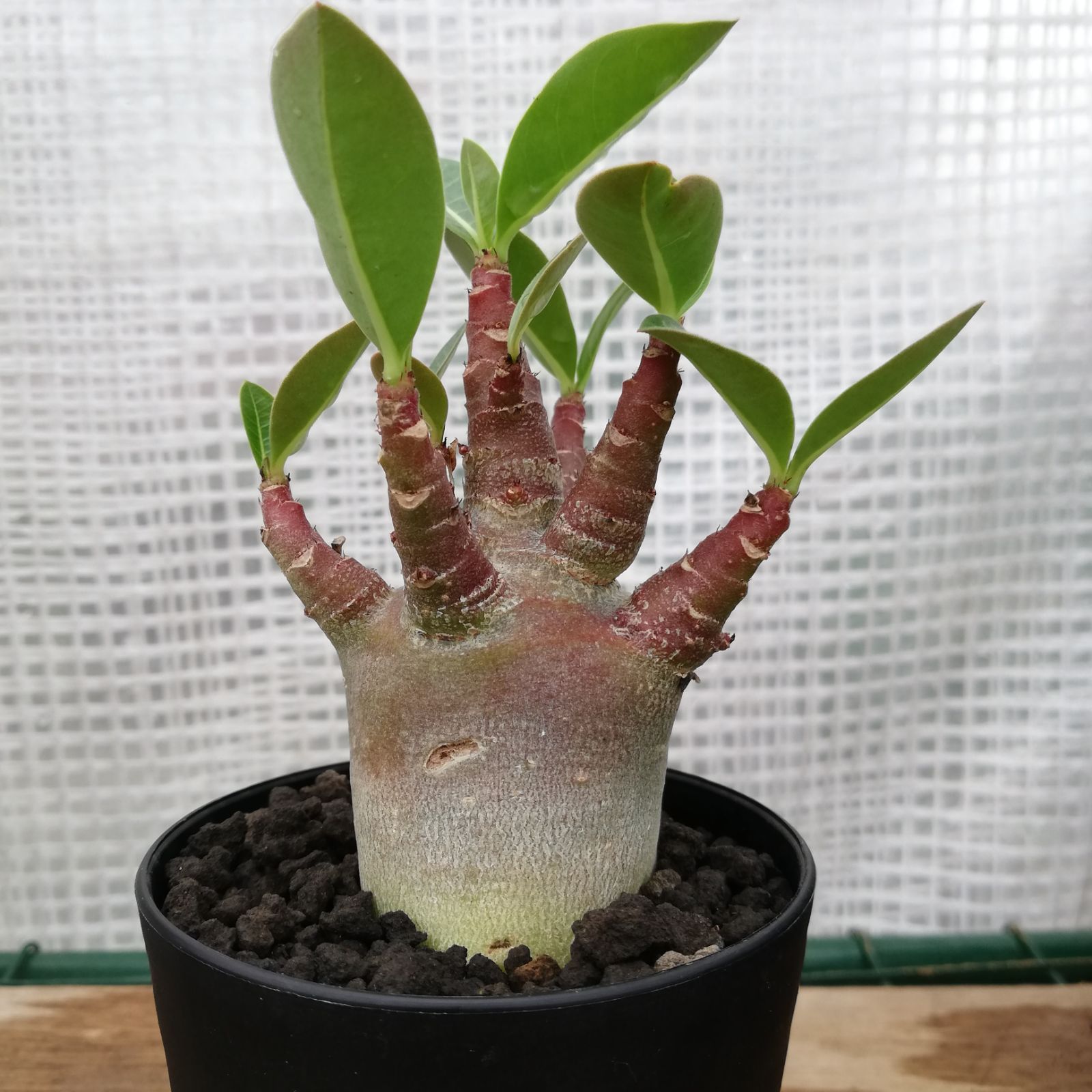 購入人気商品 【レア/ブラック スキン/塊根植物】アデニウム