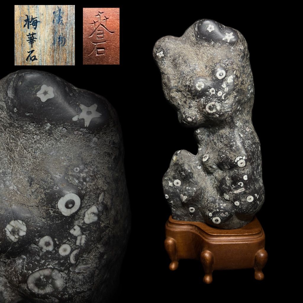 時代鑑賞石 大型 唐木台付 唐物 梅華石 化石 星形 ウミユリ