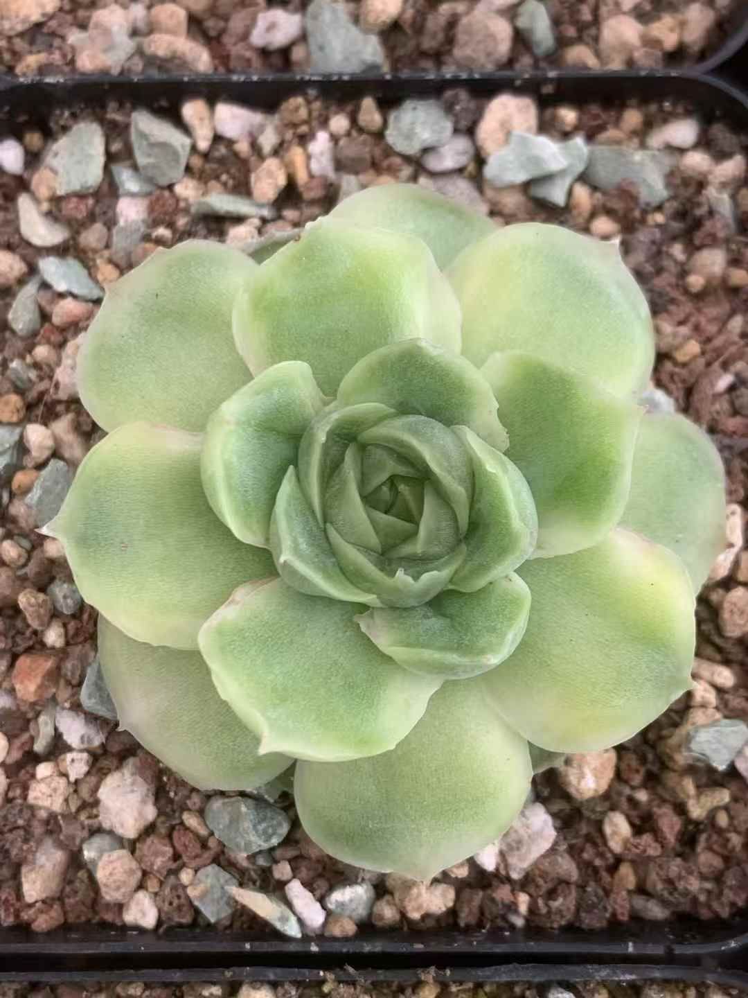 54株の抜き苗セット 浅いグリーンフラワー 多肉植物 佐川急便発送 エケベリア 韓国苗 LX60