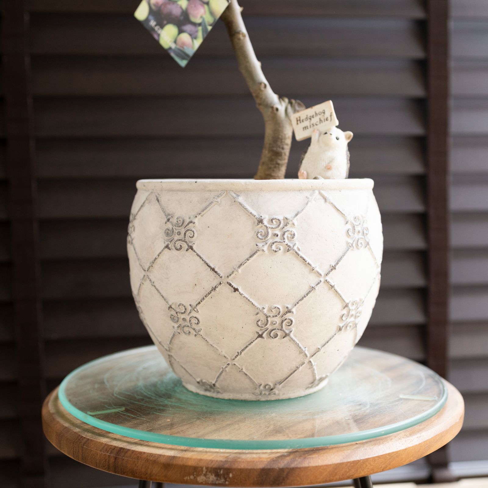 創樹 オリーブ Olive セントキャサリン 6号 陶器鉢 盆栽 SOUJU St