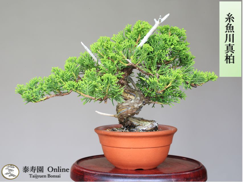 糸魚川真柏 ミニ盆栽(捻転・ジン・シャリ)【泰寿園 Online 糸魚川真柏 ミニ盆栽(捻転・ジン・シャリ)【泰寿園 Online