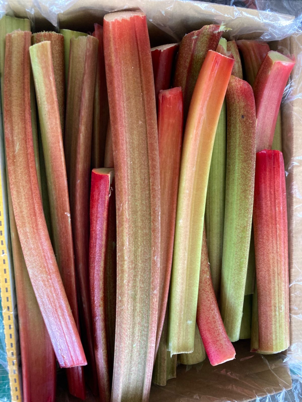 信州産 フレッシュルバーブ ミックス 10キロ