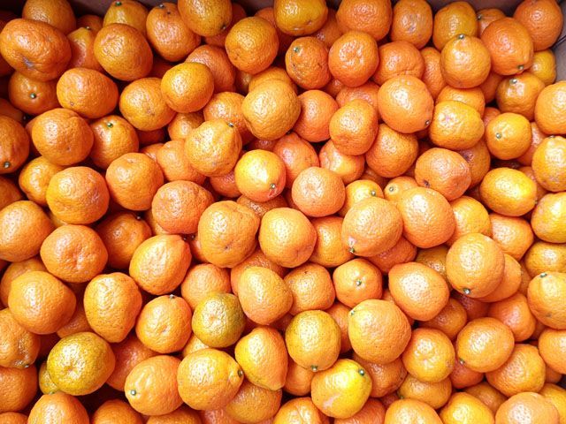ご家庭用 愛媛産