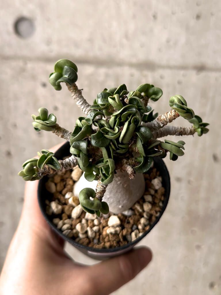 アデニウム　タイソコトラナム　コレクション株　大株 タイソコトラナム – Hachi-8