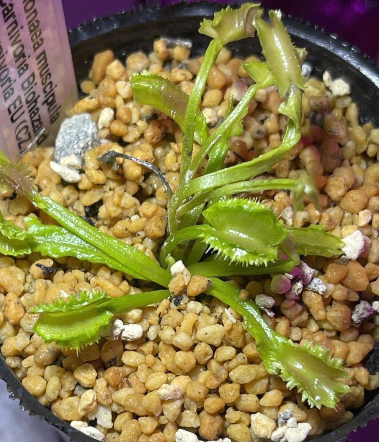 Dionaea muscipula Carnivoria Biohazard ディオネアマスシプラ バイオハザード ハエトリソウ ハエトリグサ ...