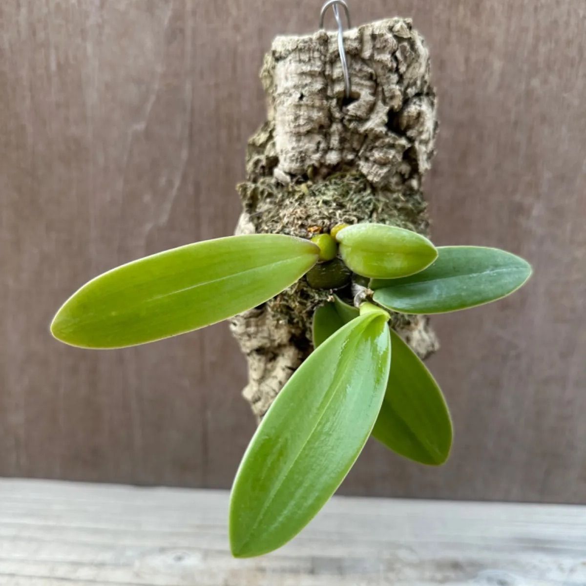 バルボフィラム ファレノプシス コルクアレンジ Bulbophyllum