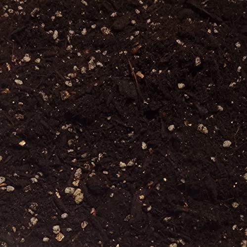 自然応用科学 果樹