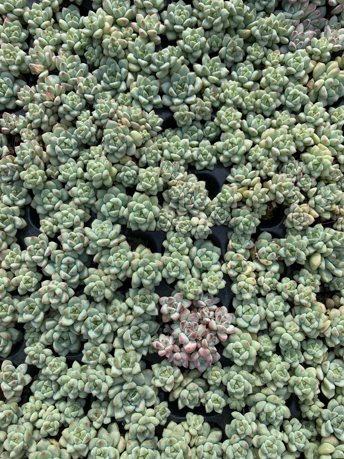 多肉植物 詰め合わせ