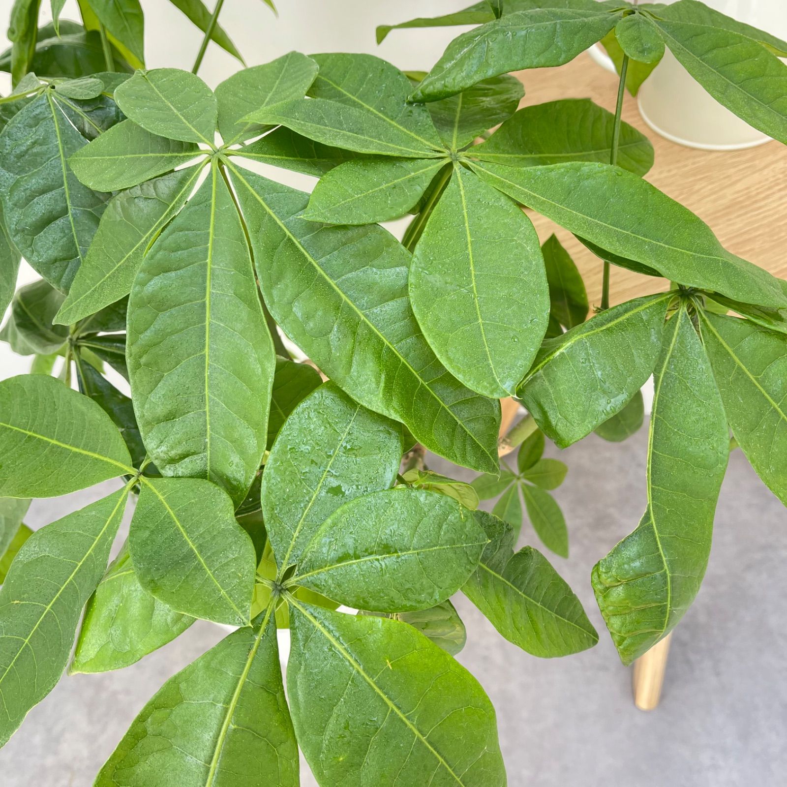 パキラ　ねじり　3【現品】観葉植物　室内　大型 パキラ ねじり 3【現品】観葉植物 室内 大型 - メルカリ