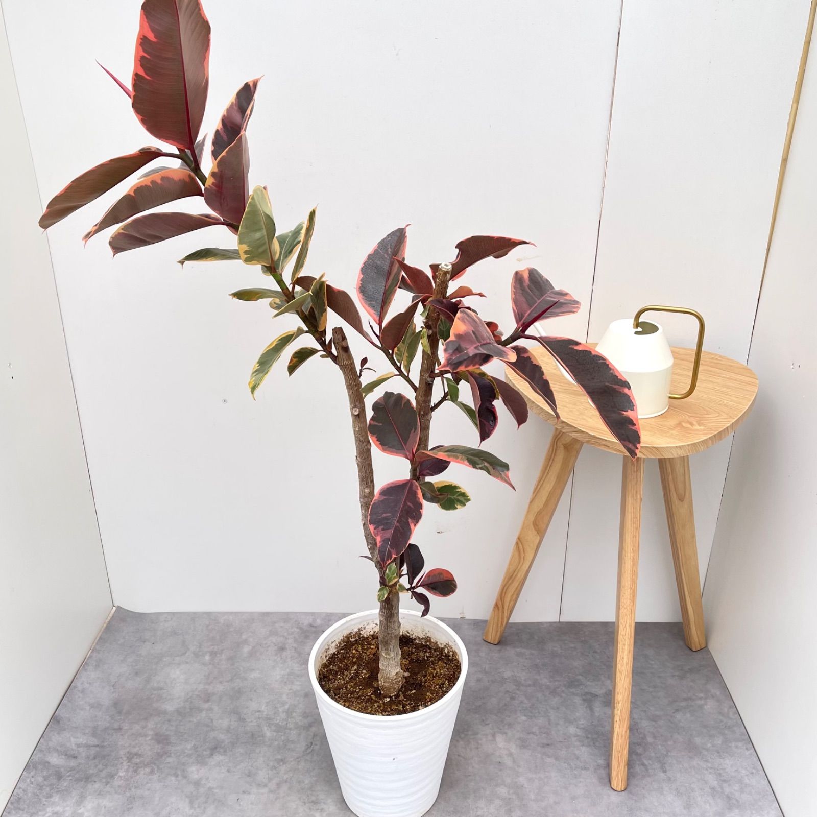 観葉植物