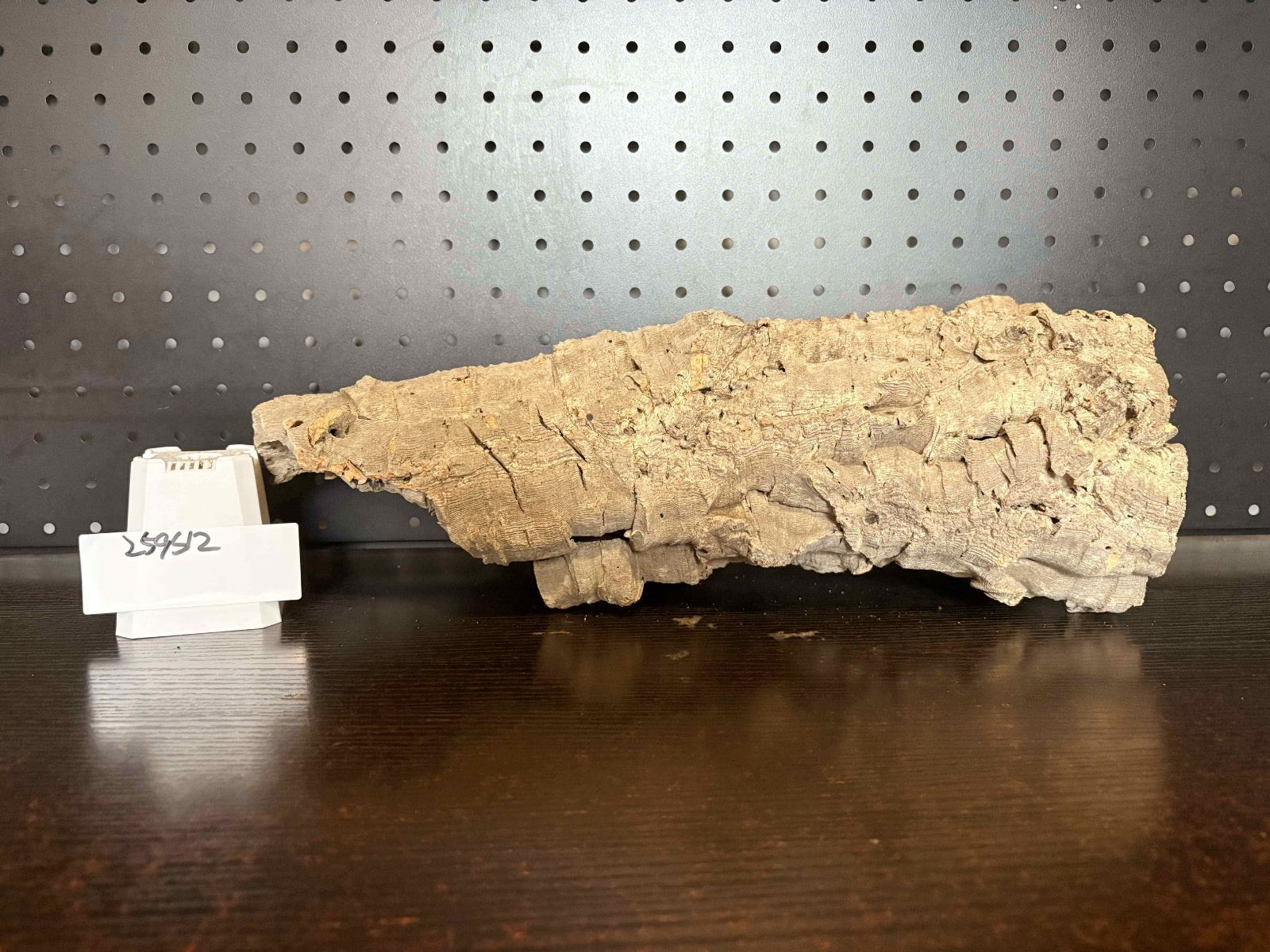 チランジア ビカクシダ