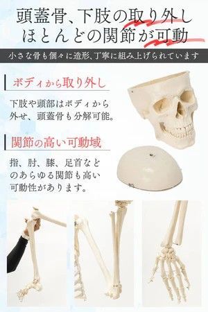 1743 人体模型 170cm 神経根有り 全身骨格模型 骨格標本 骸骨