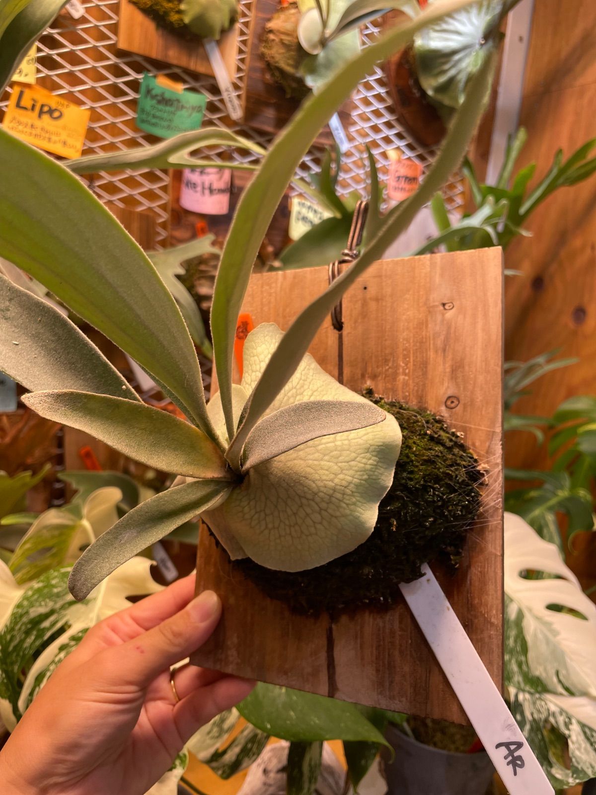 ビカクシダ アーバンリバー P.Veitchii Auburn river