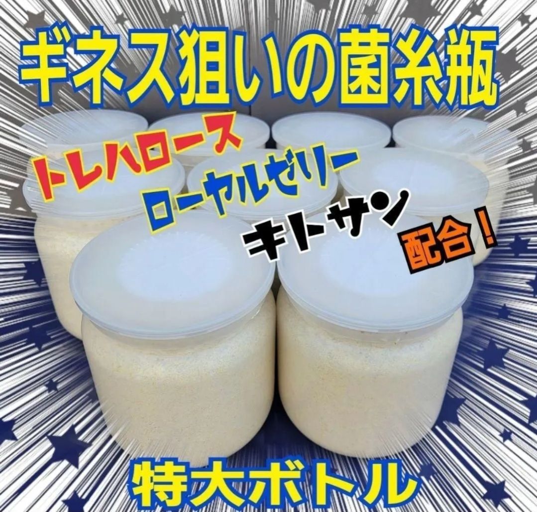 極上！ヒマラヤひらたけ菌糸瓶1500ml【5本】トレハロース、キトサン