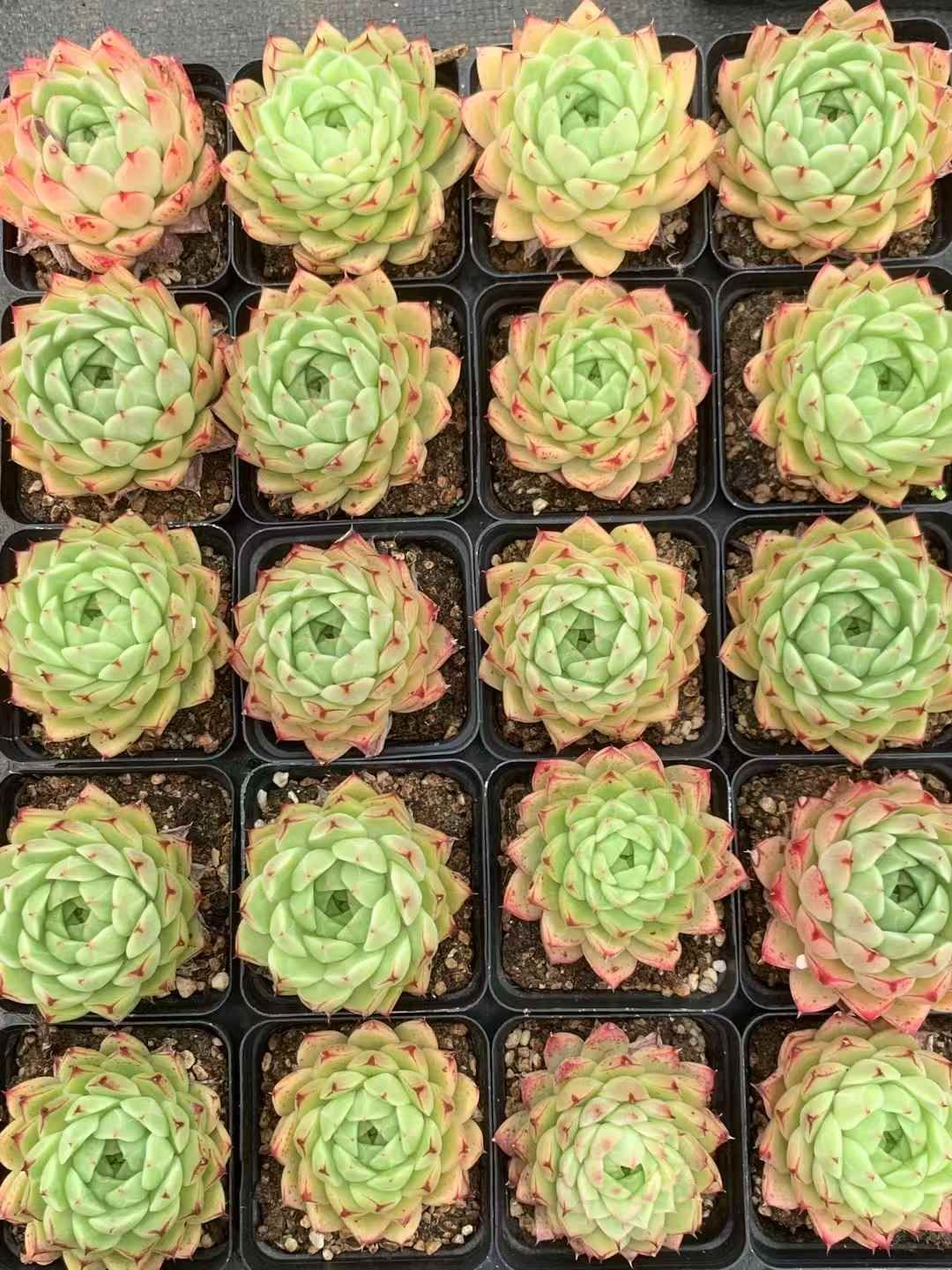 神居古潭石　土坡形　輝緑石と青黒石の珍品 神居古潭石 (輝緑) 原石 】 かむいこたん 北海道 きりょく 置物 鑑賞石