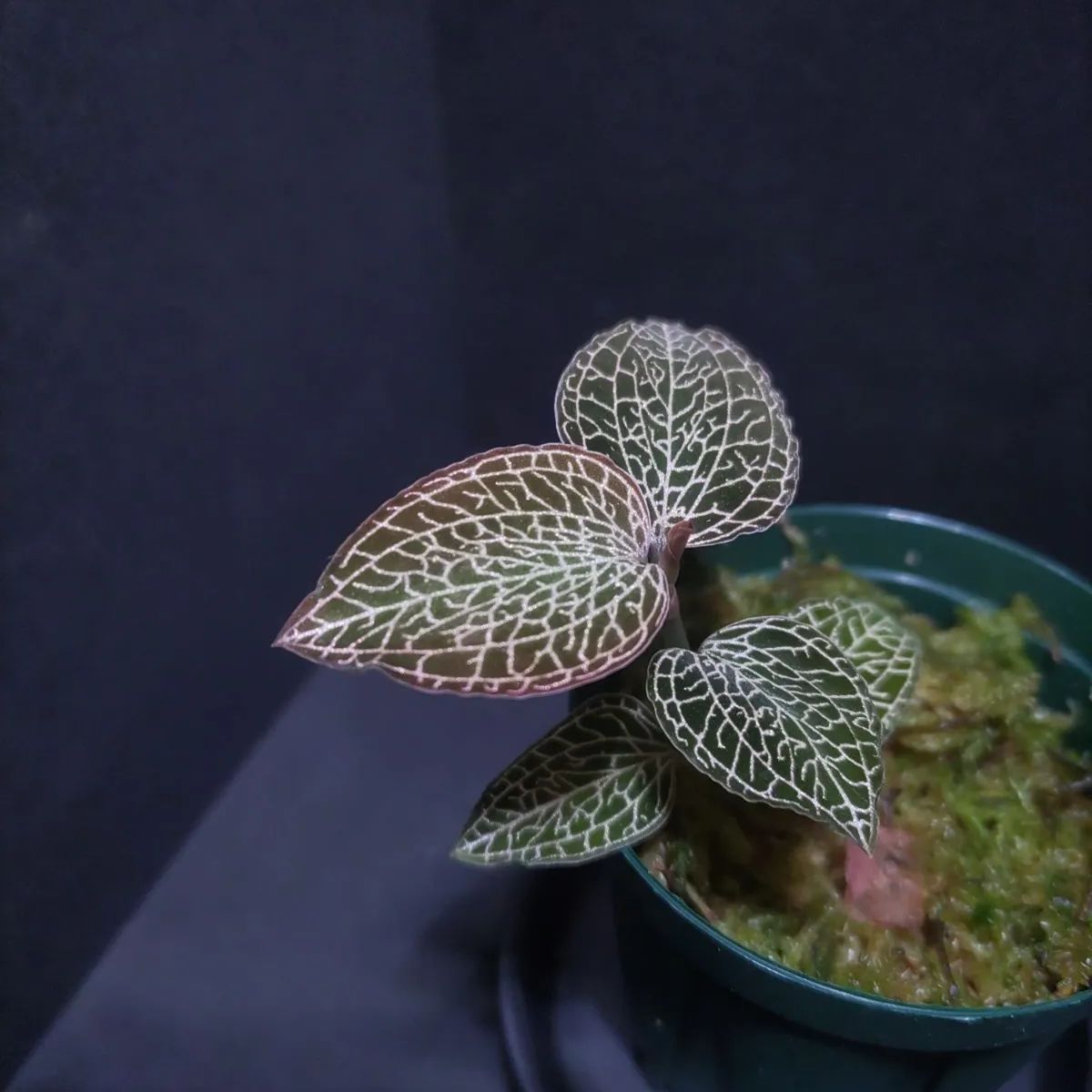 アネクトキルス・ロクスバーギー Pinkタイプ ジュエルオーキッド