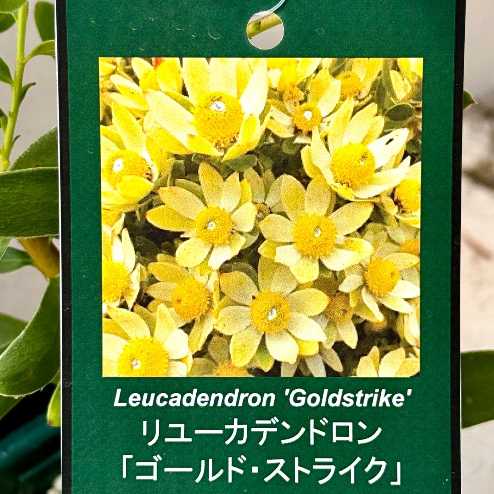 リューカデンドロン ゴールドストライク （4号鉢）人気