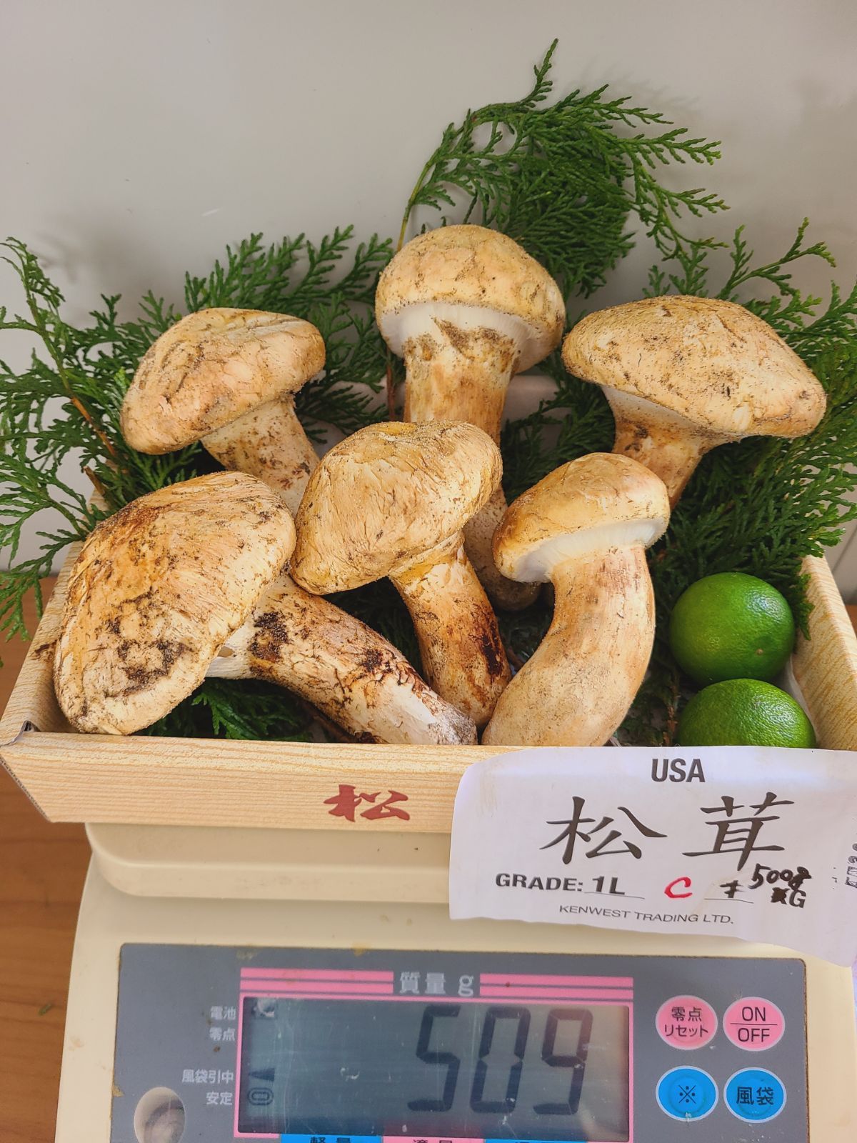 カナダ アメリカ産 上品 天然 つぼみ松茸 約480 500g 4～12本