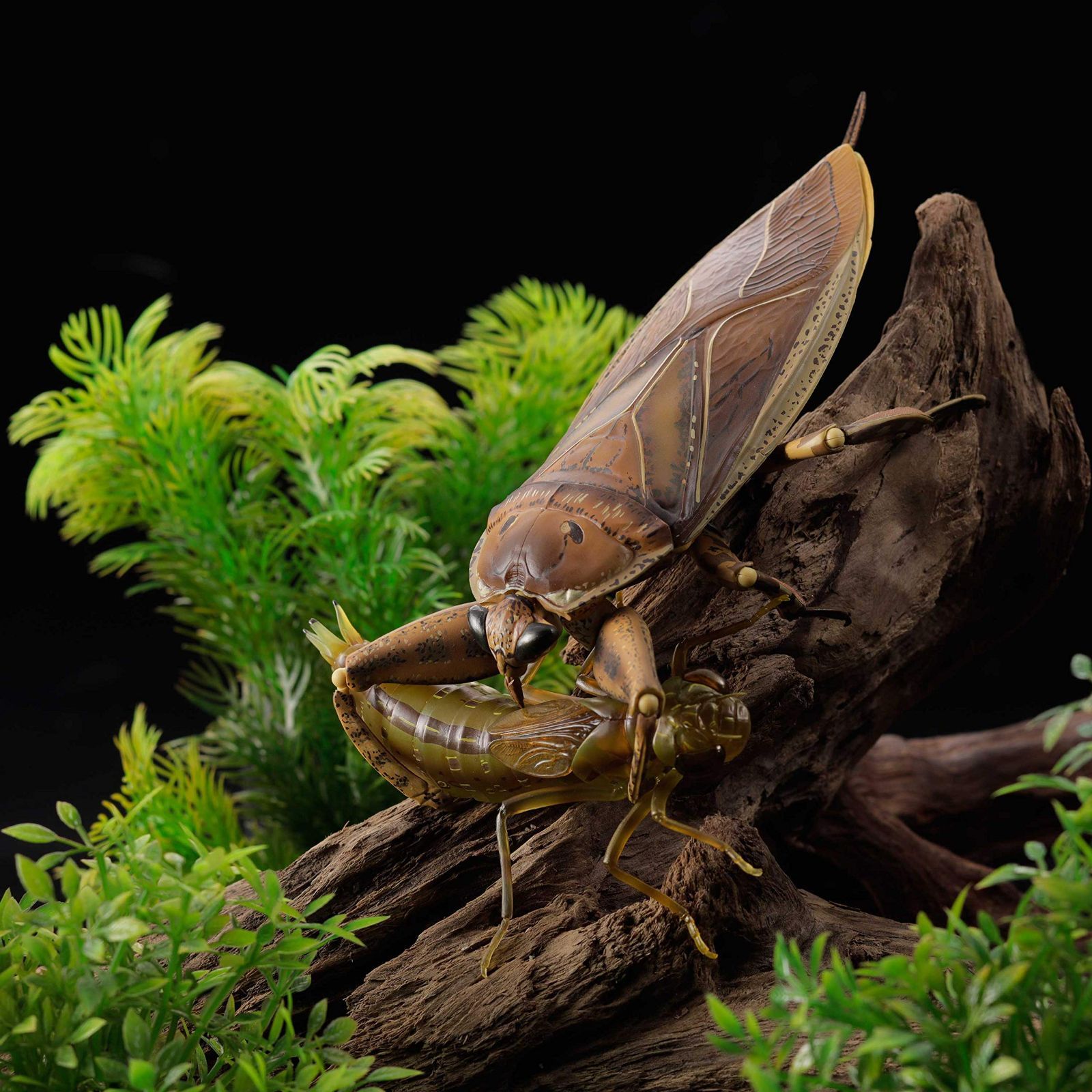 タガメ Kirkaldyia