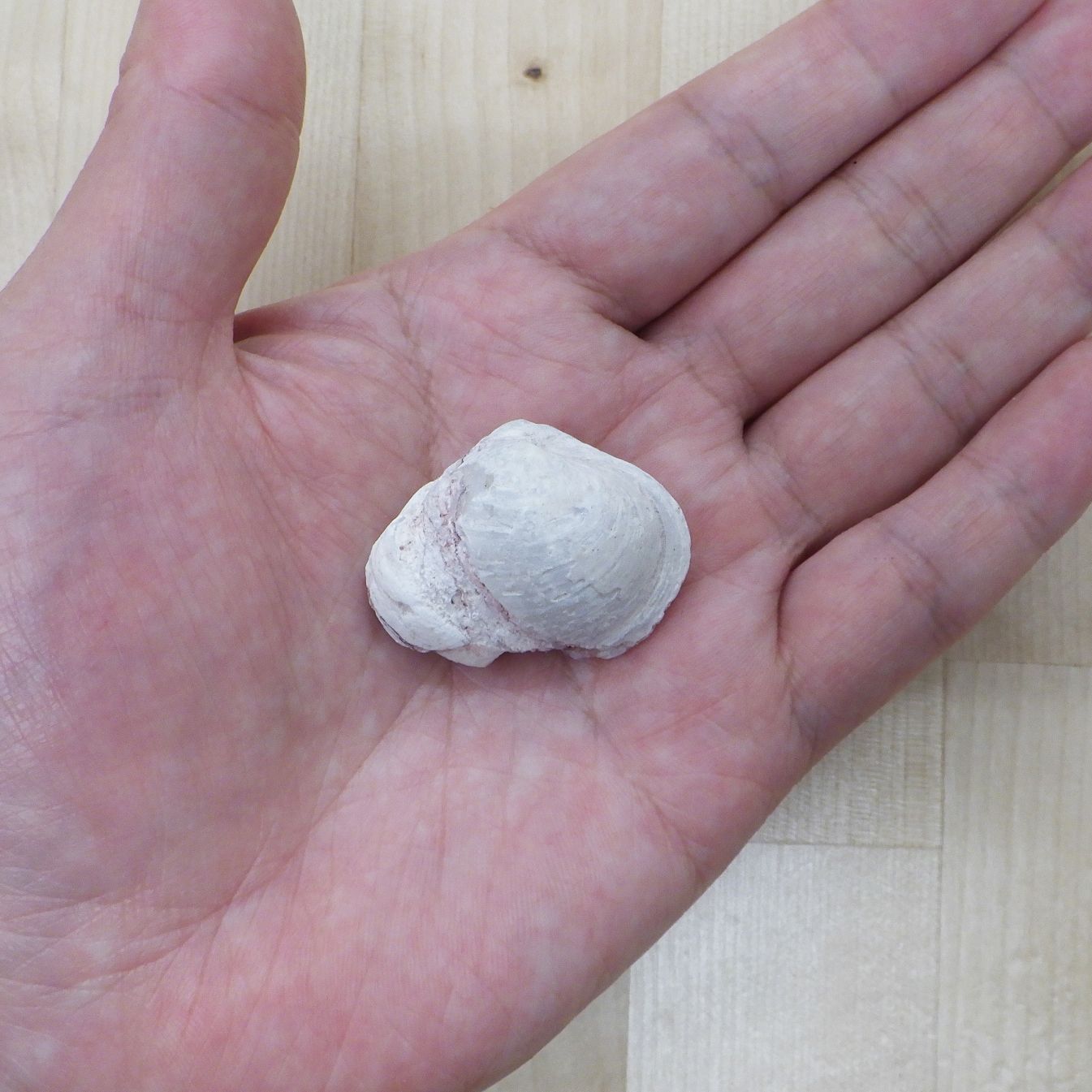 オパール化石！2枚貝 シェルオパール 73.3ct アンティーク 蝶番