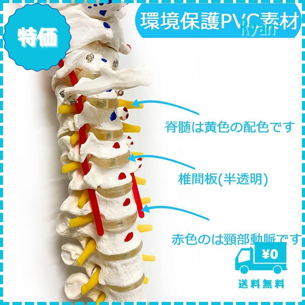 迅速発送】timiland 脊椎 模型 可動式 脊椎骨盤模型 人体模型 実物大 脊柱模型，筋の起始・停止部を着色 - 脊柱可動型モデル，大腿骨，筋・起始／停止表示付  脊髄 背骨 腰椎 股関節 医学 教材 【90cm スタンド付き】 - メルカリ