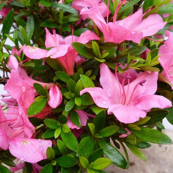 苗|苗木 20本セット サツキツツジ 樹高0.2m前後 10.5cmポット さつき 五月 サツキ つつじ 苗木 苗 植木 庭木 生け垣 kb 20本 20 STEELWINDOWSANDDOORS_COM