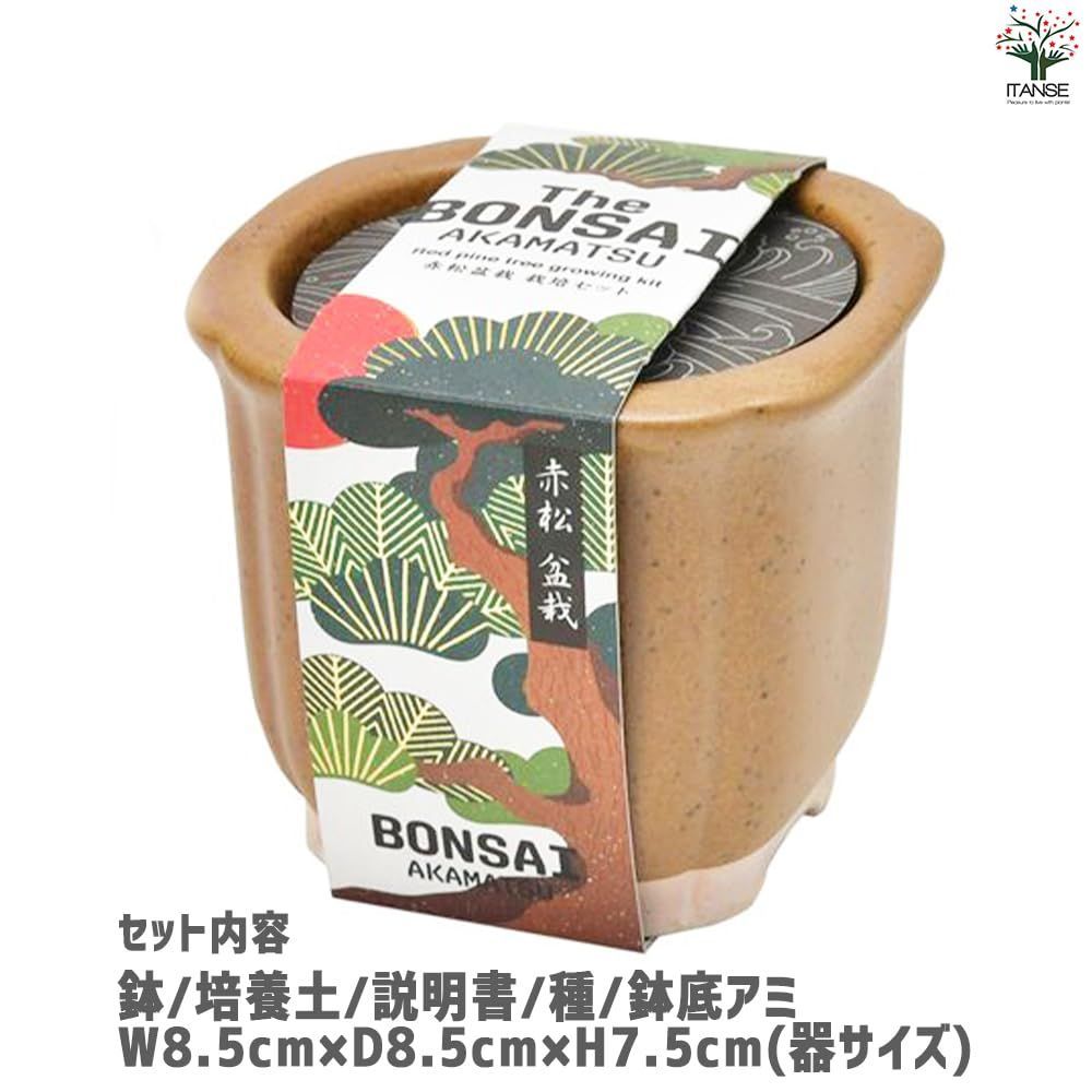 栽培セット The BONSAI 赤松【盆栽栽培キット/1個売り】【セット
