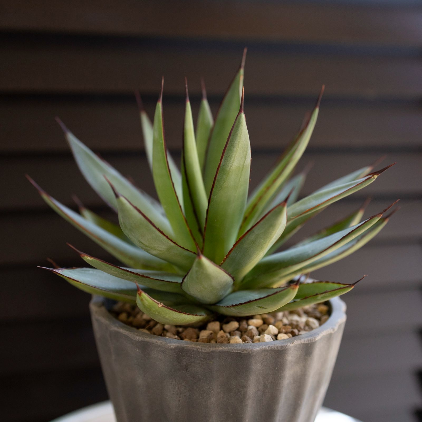 アガベ ロマニー Agave Romanii 4.5号 樹脂鉢 多肉植物 ビザール