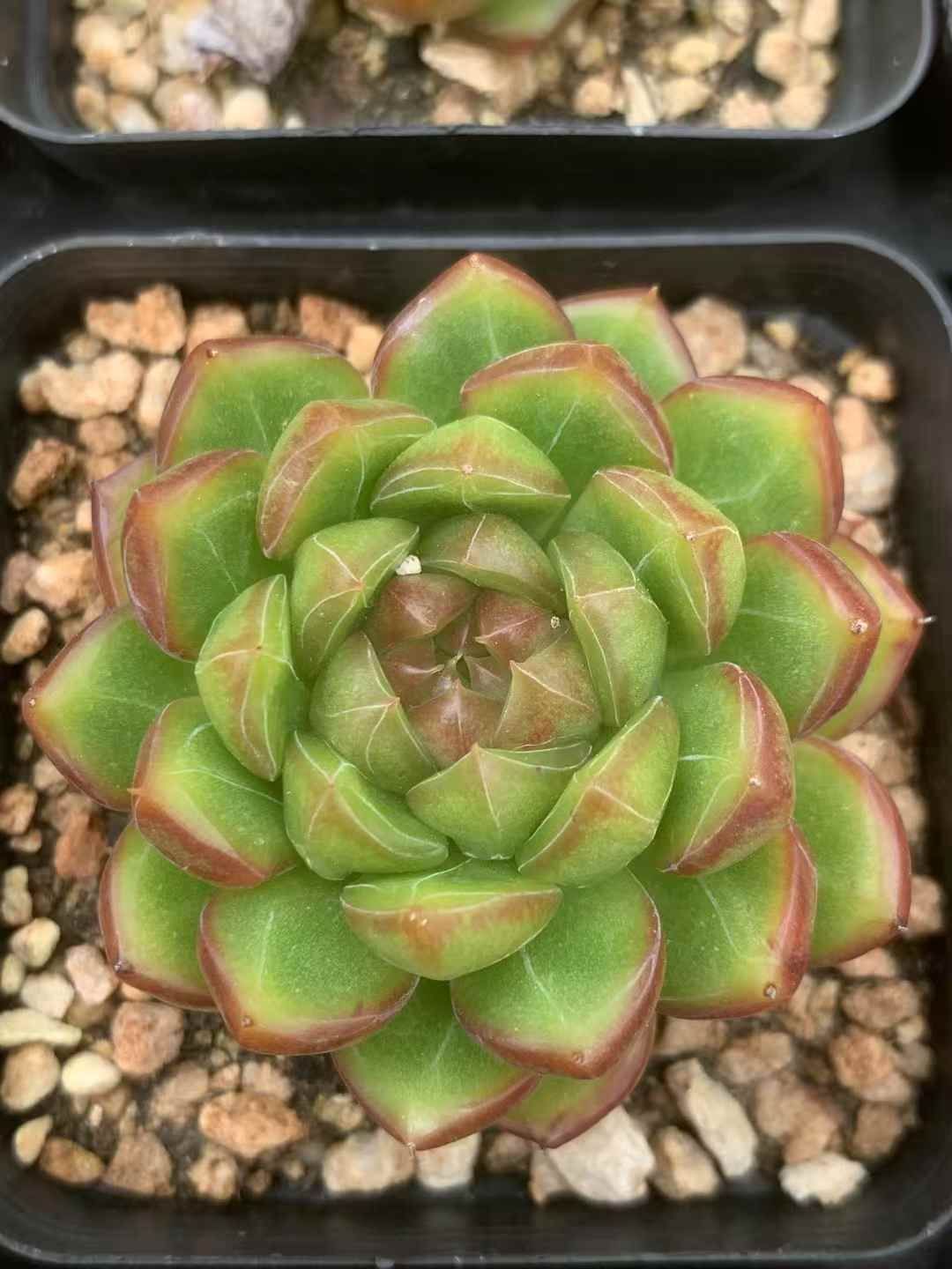 54株の抜き苗セット ジュレジェニー 多肉植物 佐川急便発送 エケベリア 韓国苗 LX45 STEELWINDOWSANDDOORS_COM