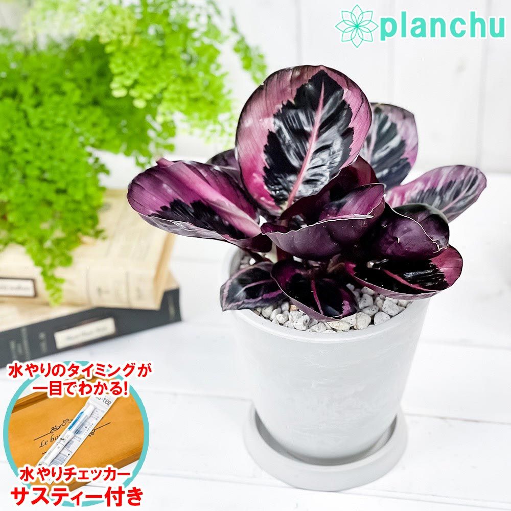 新品未開封 ギガントゲッチャリロボ ラリマー