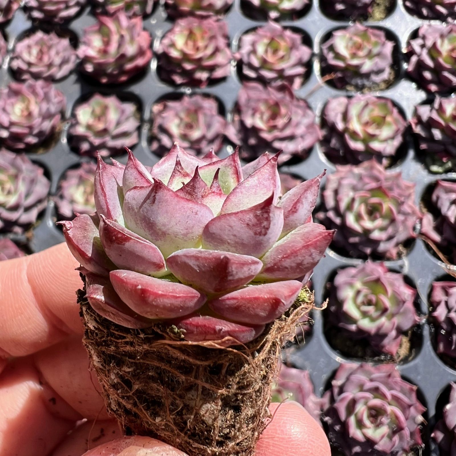 人気！韓国苗☆フライバード 【公式通販】