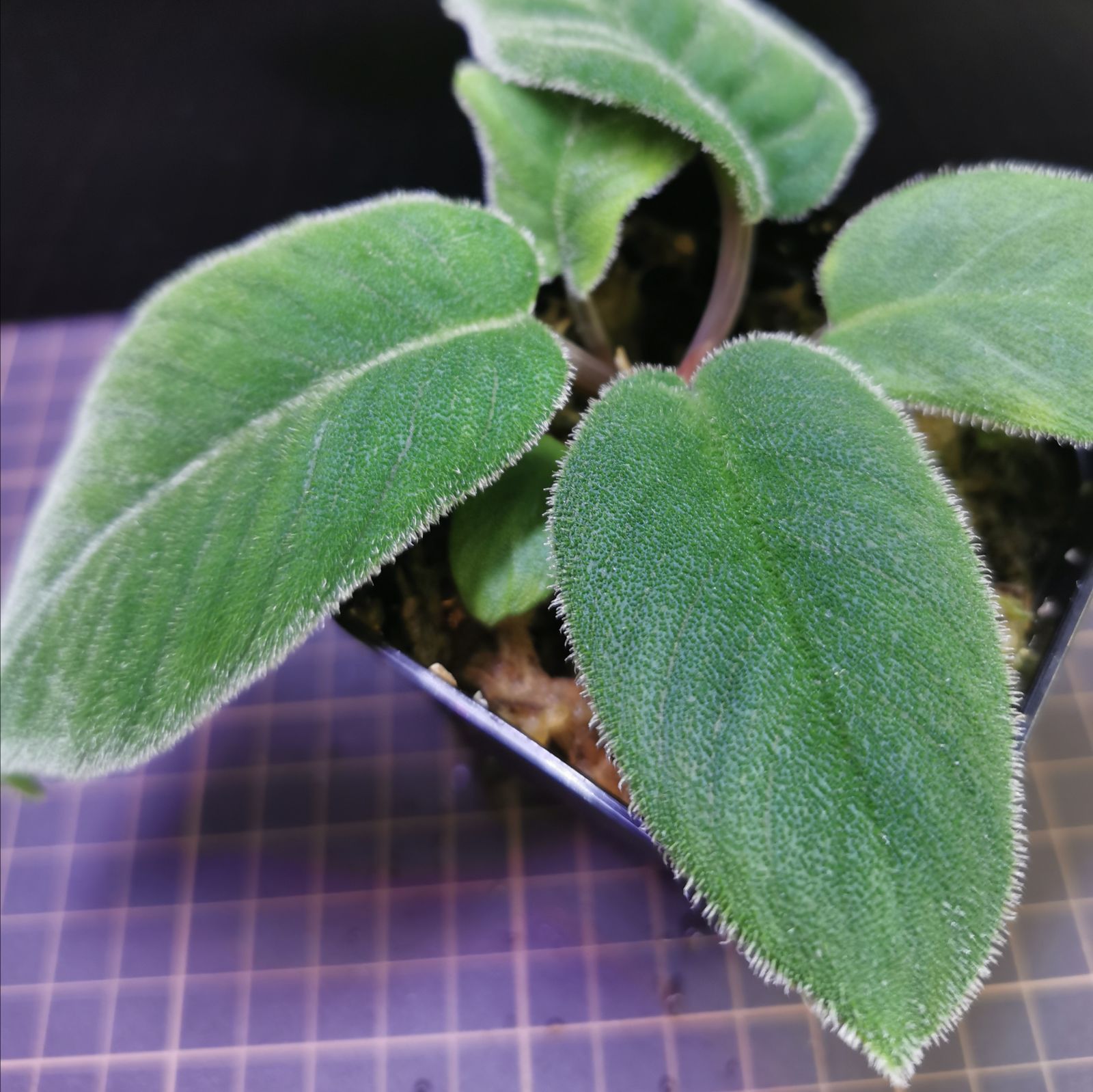 ホマロメナ(Homalomena sp) 5株セット　色々な便詰め合わせ 5. Homalomena sp. Kabupaten Karo Sumatra Utara T-270424 ホマロメナ