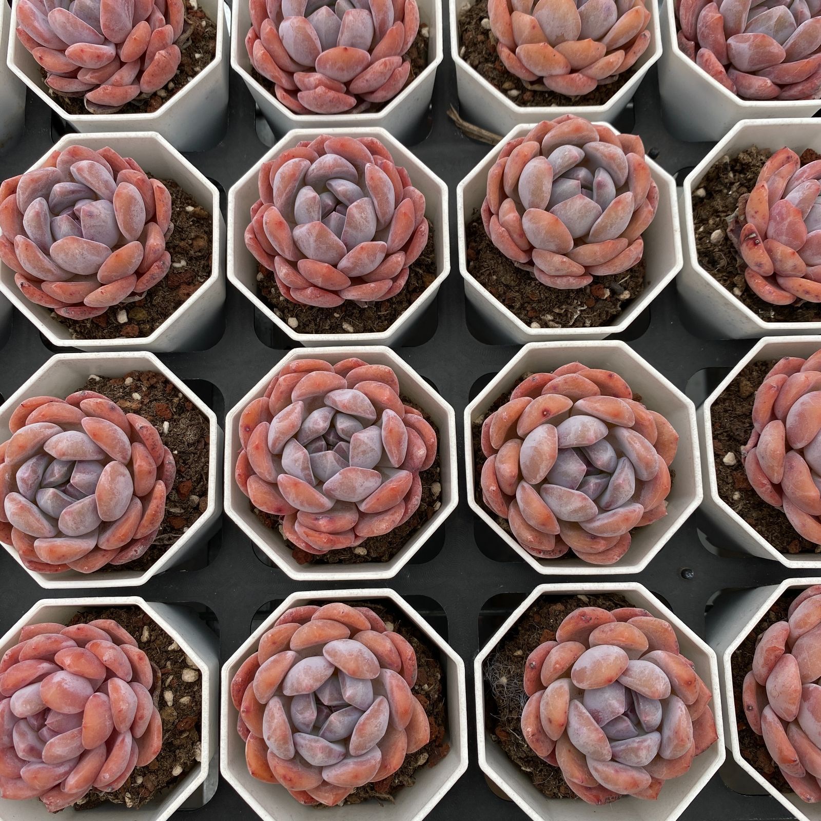 18株の抜き苗セット】スタージェイド2頭 多肉植物 佐川急便発送